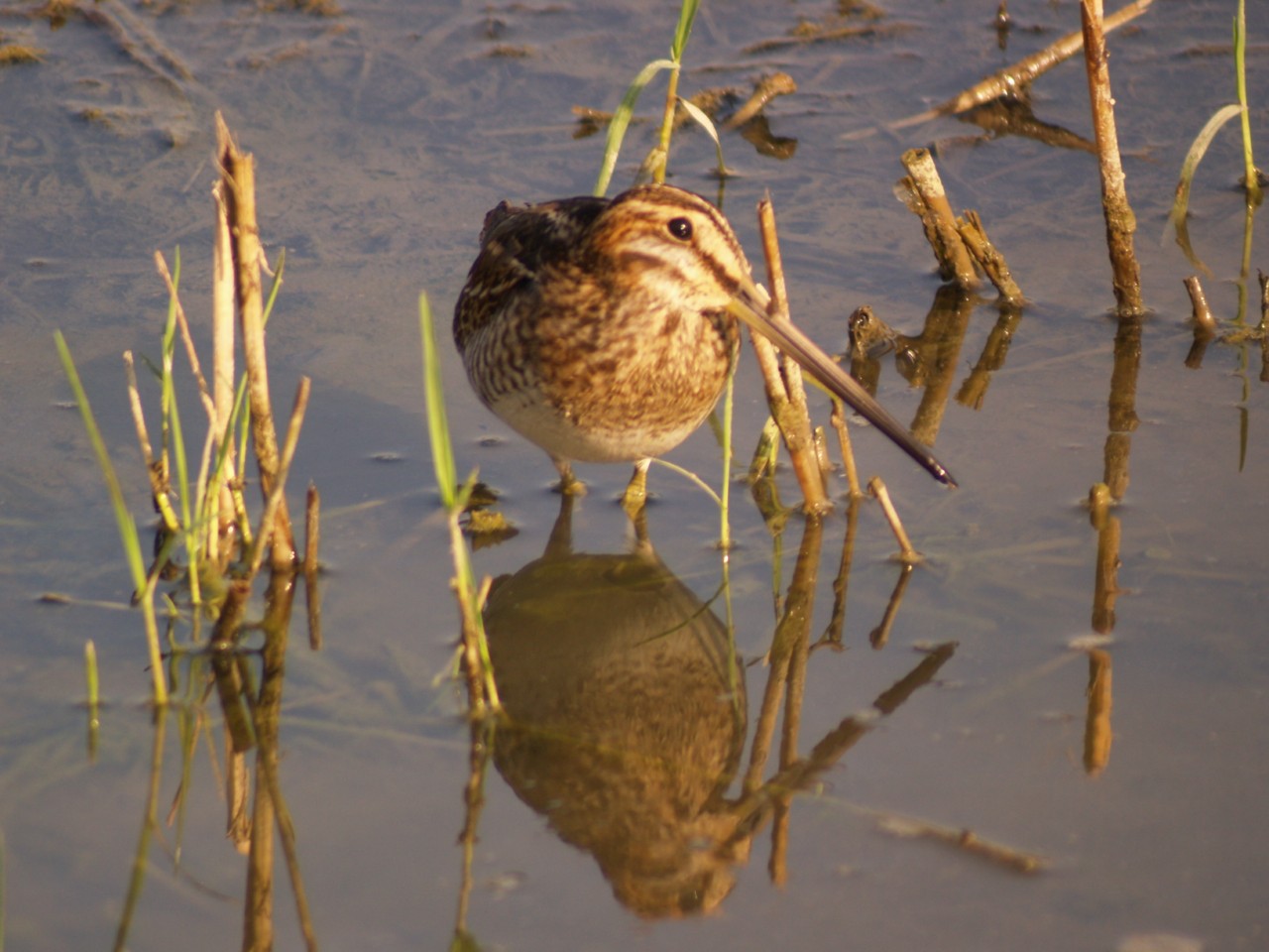 Il beccaccino prima osserva e poi 